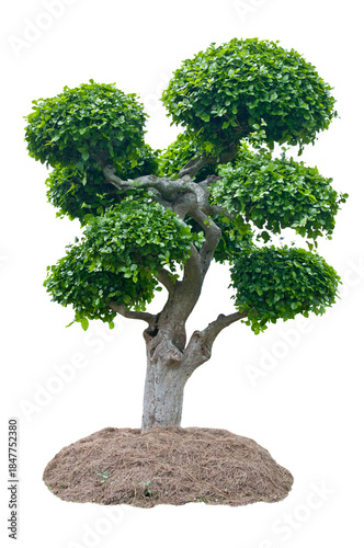 Fukien Tea Tree isolated, Cut Out on Transparent Background,PNG