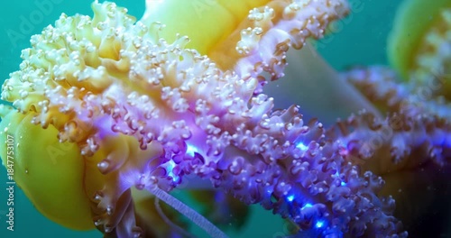 Ethereal Bioluminescent Siphonophore Colony Drifting in Deep Sea Abyssal Teal Void. Deep Underwater Life Concept.