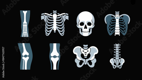 Human Skeleton Anatomy Set, Isolated Bone Structure Illustrations