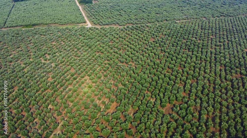 Top down view of conifer forest with neat rows of trees. Symmetrical natural pattern, forestry, sustainability, environment, nature concept. Ideal for background, design projects.