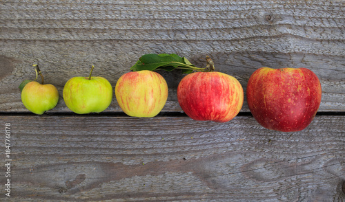 apple stages during apple ripening 