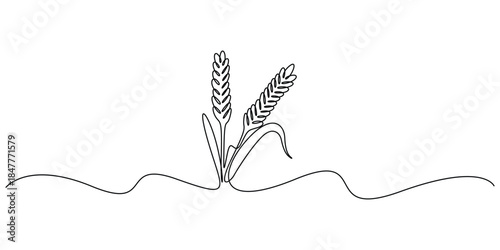 Minimalist, continuous one line drawing of ears of wheat vector illustration