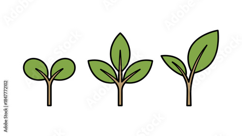 Evolution of a plant leaf progression from a simple pair of leaves to a complex three-leaflet structure, illustrating botanical growth and structural development.