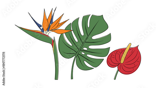 Vibrant Bird of Paradise, Monstera Leaf, and Red Anthurium Flower Illustration Tropical Botanical Elements for Design
