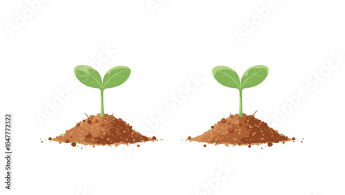 Two Young Seedlings Growing from Soil, New Life, Botanical Growth, Sustainable Farming