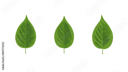 Three Green Leaves in a Row, Simple Botanical Forms, Natural Textures, Isolated