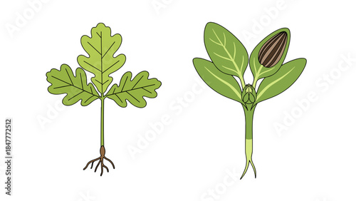 Seedling Growth Stages: Cotyledon Leaves and Early Root Development Illustrated on Black