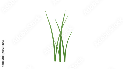 Fine Blade Grass Sprouts Isolated on Black, Highlighting Natural Texture and Form