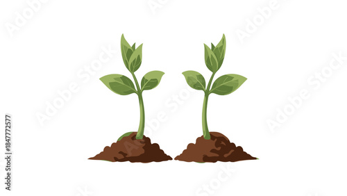 Seedling Growth: Two Young Plants Sprouting from Rich Soil, Symbolizing New Beginnings and Horticulture.