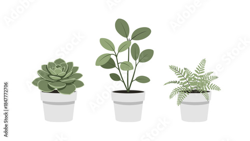 Three Potted Plants: Succulent, Bushy Plant, and Fern in White Pots on Black Background