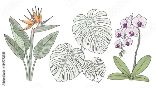 Exotic Tropical Flowers and Leaves, Bird of Paradise, Monstera Deliciosa, Orchid, Botanical Illustration, Black Background, Vibrant Flora, Rainforest Elements