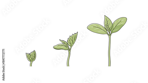 Sapling Growth Progression, Three Seedlings, Emerging Plant Leaves, Botanical Life Cycle, Isolated Black Background, Early Vegetation Development