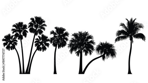 Collection of various palm trees in black silhouette on a white background for design
