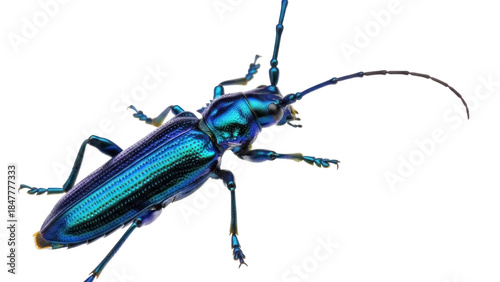 Photos Metallic blue longhorn beetle PNG isolated on transparent background, vibrant in