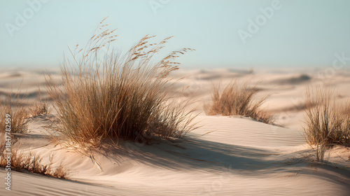 dry grass in the desert
