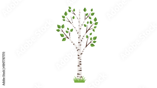 A stylized illustration of a birch tree with green leaves
