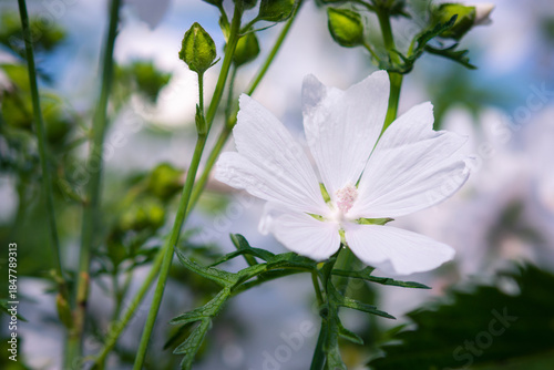 Close up of white musk mallow flower Malva moschata f alba in bright summer sunlight. Delicate petals and natural garden background, ideal for botanical and nature themes