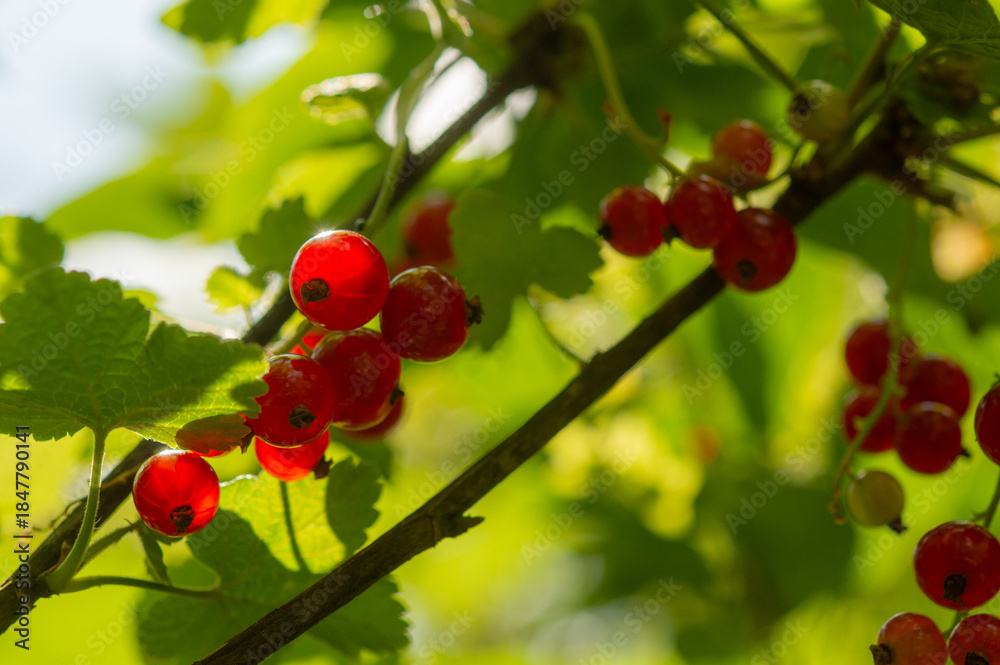 Obraz premium Close up of red currants hanging on a bush, backlit by warm sun rays. Ripe summer berries with glowing translucent skin and natural garden background for harvest and food themes.