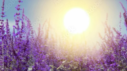 Beautiful lavender field under bright sun during summer day in nature