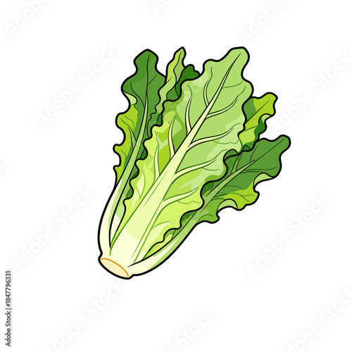 [Vector EPS]A fresh and green leafy vegetable with vibrant green leaves