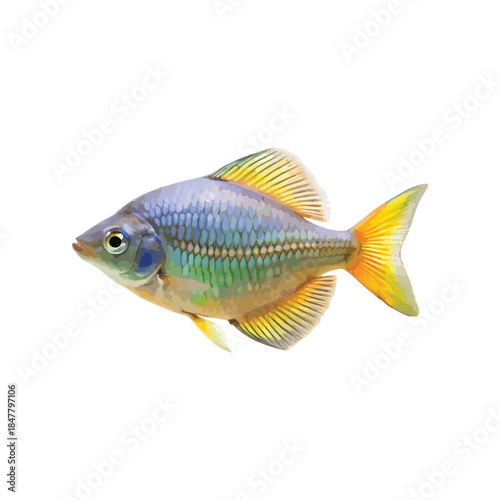 Vibrant Rainbowfish Isolated on White Background, Colorful Freshwater Aquarium Fish