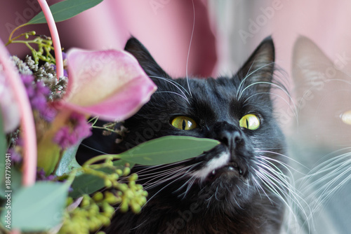 Black cat exploring flowers at home, pet safety and toxic plants awareness