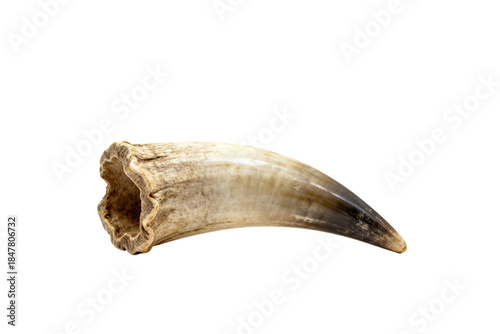 [Transparent Background PNG]Fossilized Prehistoric Animal Claw Fossil Specimen