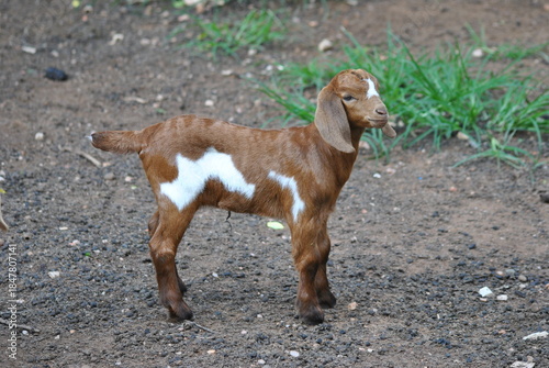 portrait of a goat