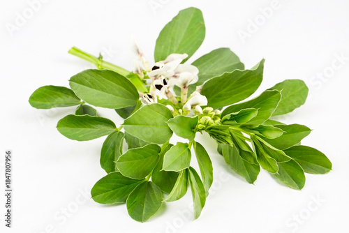 Foto Vicia faba flower on the white background