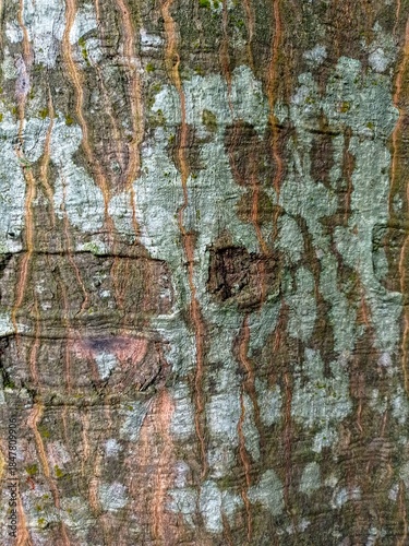 kapok tree bark texture