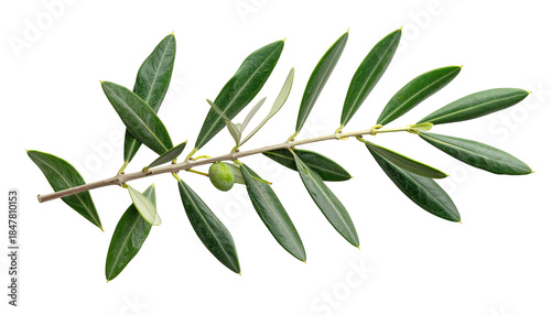 Close-up of a sprig with dark green leaves and a developing olive fruit against a stark black background