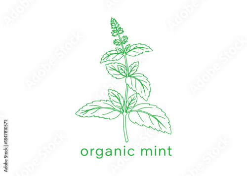 Vector illustration of mint and spearmint. Background designed for labeling purposes. This is a continuous line art drawing featuring the text 'organic mint', exemplifying Continuous Line Art.