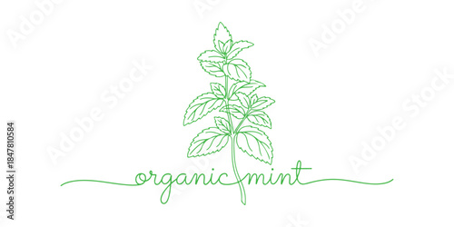 Take a look at this mint and spearmint vector illustration. It's a background for label design. The illustration is created with one continuous line.