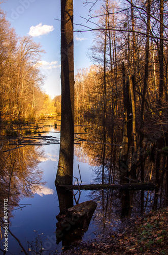 Wallpaper Mural Autumn landscape in the Kitaevskaya Hermitage forest. Kyiv, Ukraine. Torontodigital.ca
