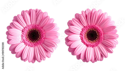 Two pink flowers, gerbera daisies, isolated against a black background, showcasing intricate petal details and a dark center
