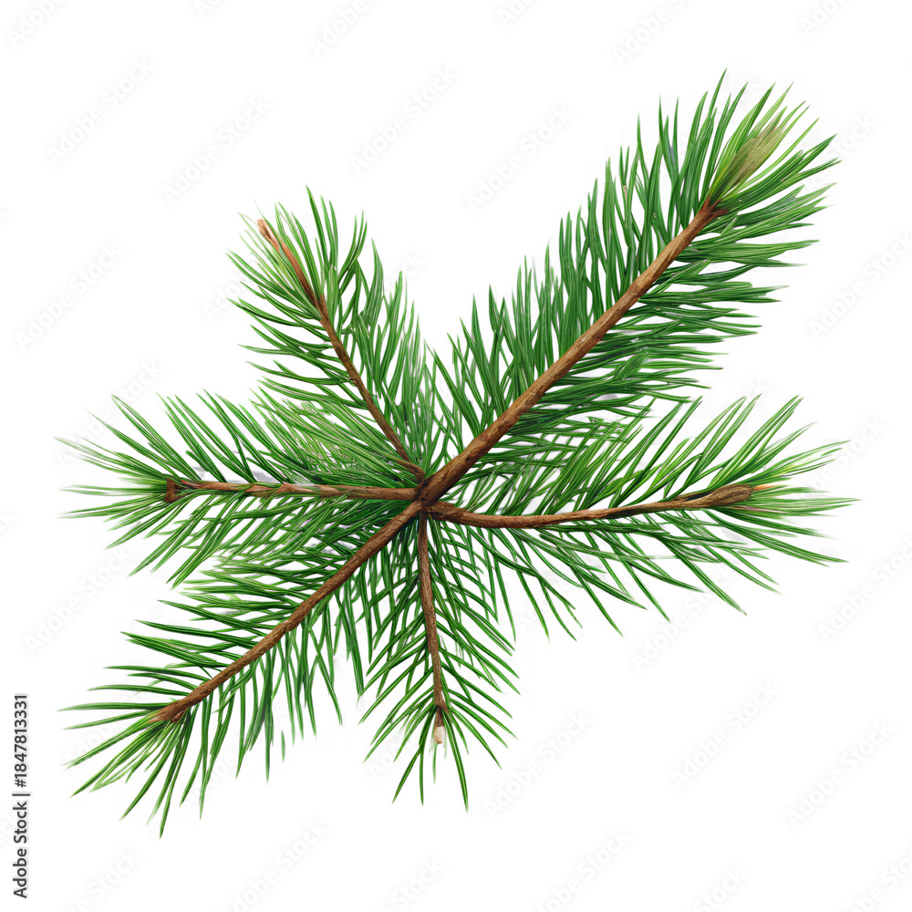Naklejka premium Pine tree branch isolated on transparent background