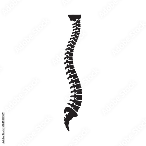Detailed illustration of a human spinal column showcasing vertebral structure