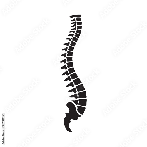 A detailed illustration of the human spine showing vertebral column anatomy