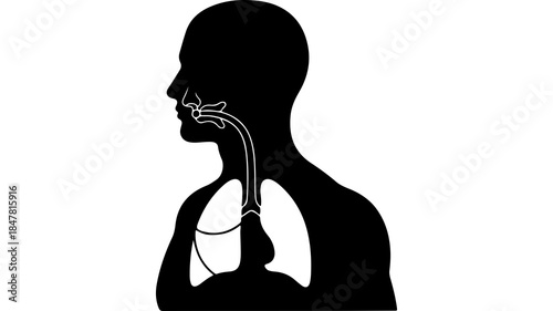 Human respiratory system anatomy with transparent background