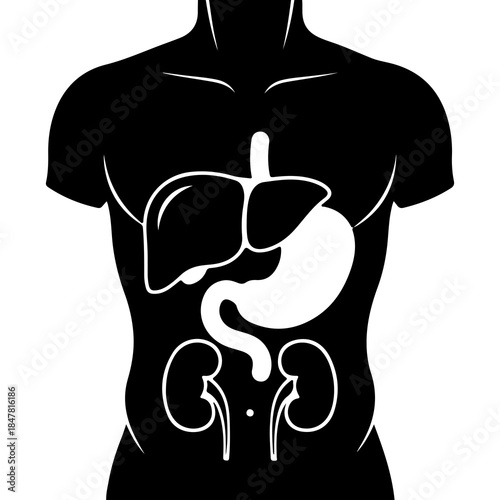 Human anatomy organs scheme with transparent background