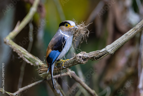 Silver-breasted Broadbill, a rare bird on the branch of the tree.