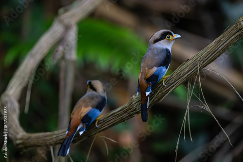 Silver-breasted Broadbill, a rare bird on the branch of the tree.