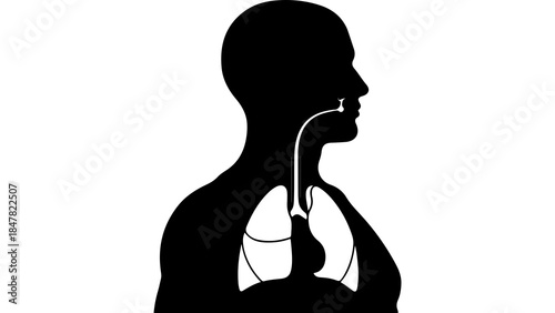Human respiratory system anatomy with transparent background
