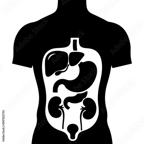 Human anatomy outline with transparent background