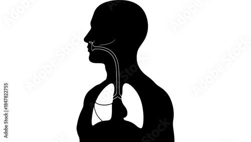 Human respiratory system anatomy with transparent background