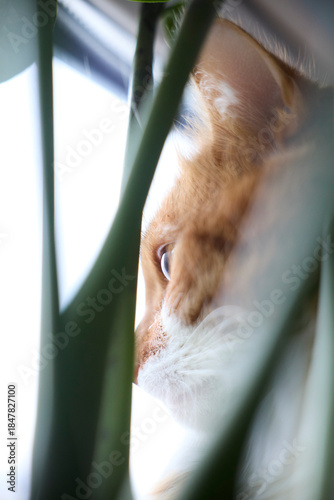 cat looking through a window