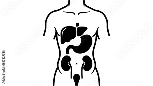 Human anatomy organs with transparent background