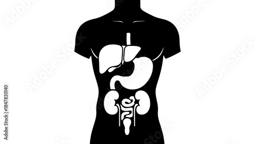 Human anatomy outline with transparent background