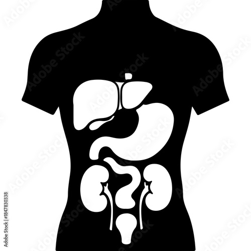 Human anatomy organs outline with transparent background