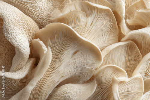 close up detailed view of creamy white oyster mushrooms with intricate gill patterns and textured caps
